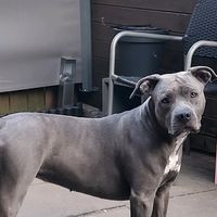 american_bully_blue0