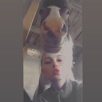 kis_pitbull