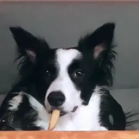 original sound - cocolliepaws