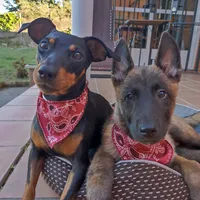 original sound - minichuvy