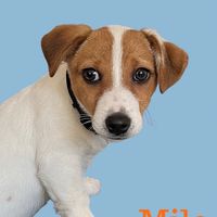 milo_lejackrussell