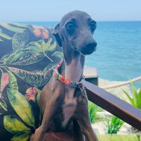 agatha.the.iggy
