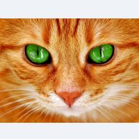 animalsgood
