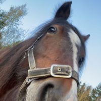 alkuperäinen ääni