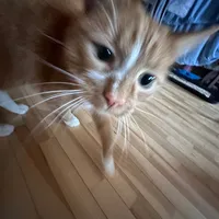 original sound - meja4472