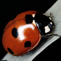 original sound - adam