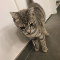 el_poupounator
