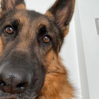 zeus.dog.german_shepherd