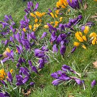 blooming_beauty_26