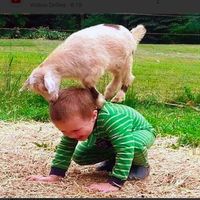 babynimals