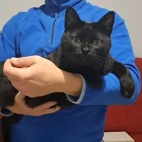 original sound - gatica880