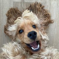 petit.cocker