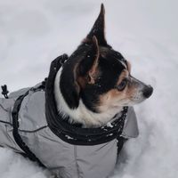 dog.rage1