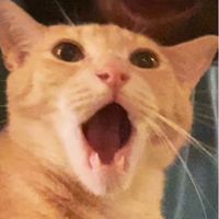 atleastfivepigeonstall