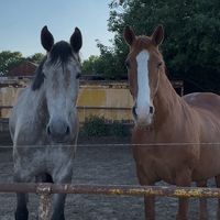 bsv.horses