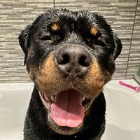 rottweilerzeke