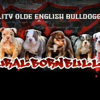 naturalbornbullys