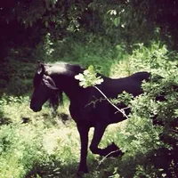 Golden brown by the stranglers