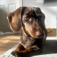 steviethesausagedog