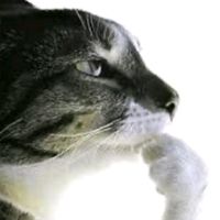 original sound - Cookie🍪