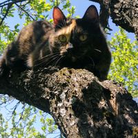 szylkretkowe_zycie_pusi