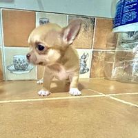 chihuahuaseltrigal