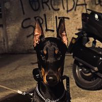 pablo.the.doberman