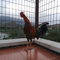 gallera_hm_amador