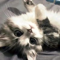 szalonaaa_maajeczkaaa