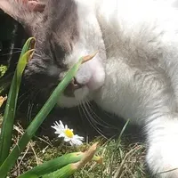 original sound - romeothecatgatto