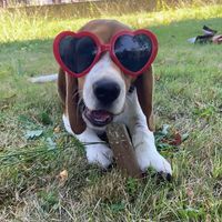 voltaire.pawsome.beagle