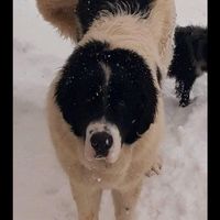 sigartaumariusmarius