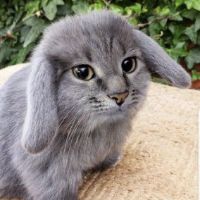 original sound - catboy girlboss