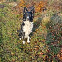 amy_bordercollie