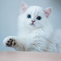 ray_thebritish