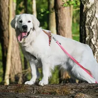 original sound - golden.bueno