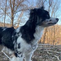 pack_of_sheperds_dogs