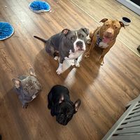 justagirlandherdogsss