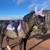 treff.the.pony