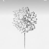 dhalia044