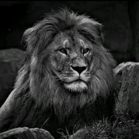 πρωτότυπος ήχος