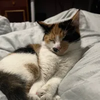 original sound - gabciq_xoxo