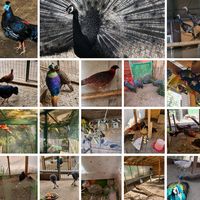 pasariexoticeolt