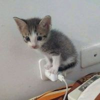 оригинальный звук