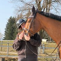 horse_live_agus