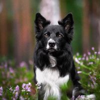 finnbordercollie