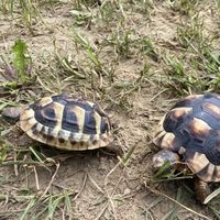 booktokturtle