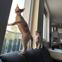 romeo_charlie_devonrex