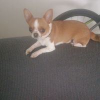 isrraelazurmendiblanco