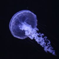 petjellyfishus